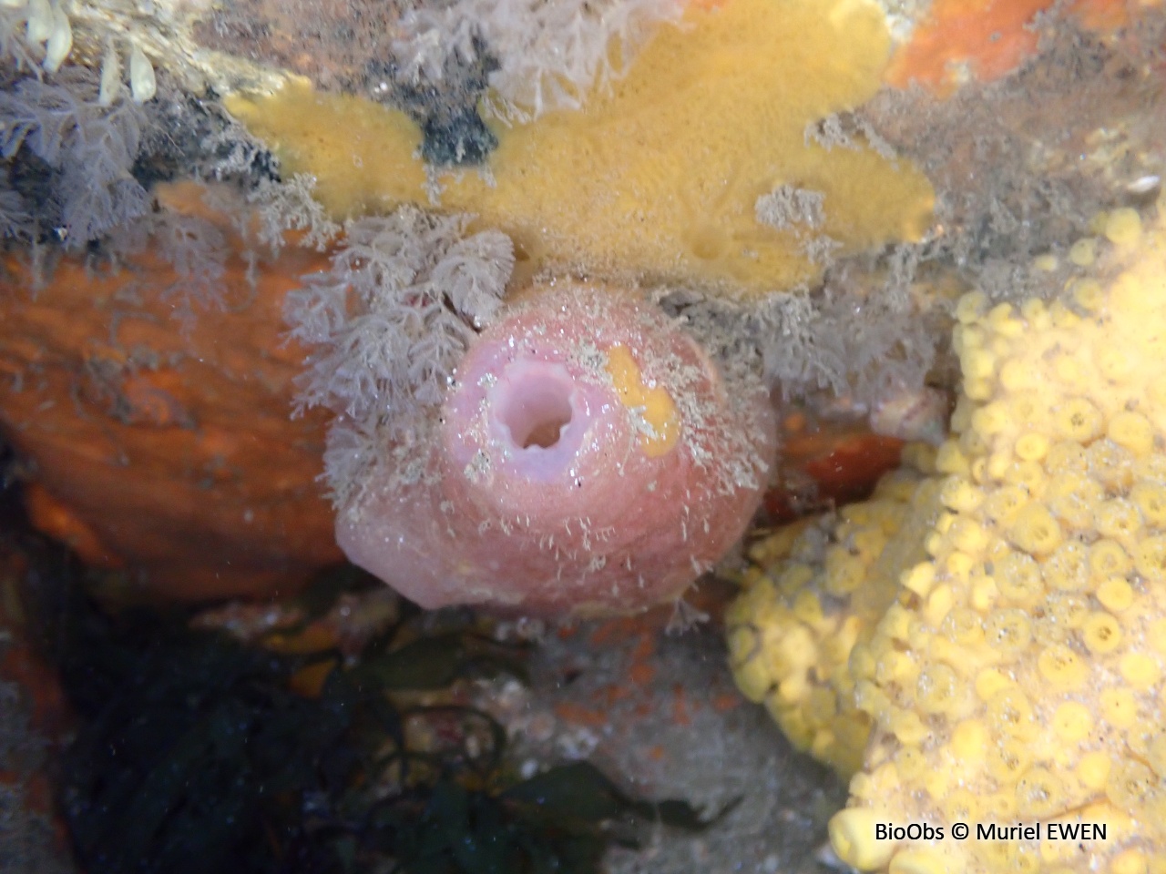 Ascidie rose - Ascidia mentula - Muriel EWEN - BioObs