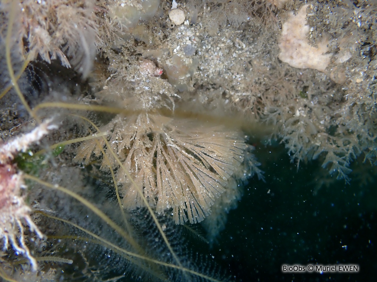 Bugule flabellée - Bugulina flabellata - Muriel EWEN - BioObs
