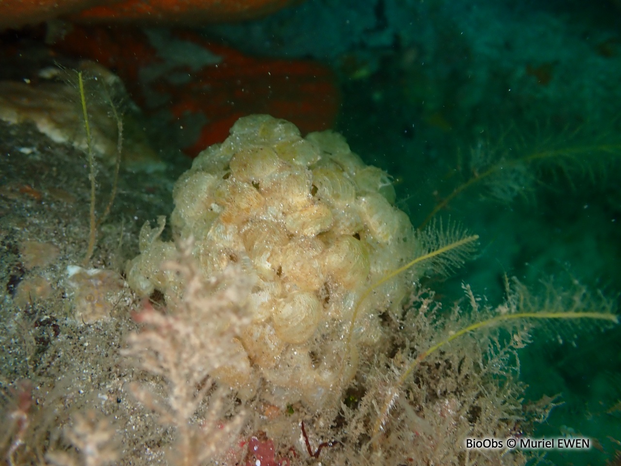 Buccin commun ponte - Buccinum - Muriel EWEN - BioObs