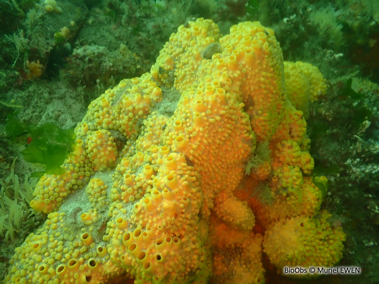 Clione jaune - Cliona celata - Muriel EWEN - BioObs