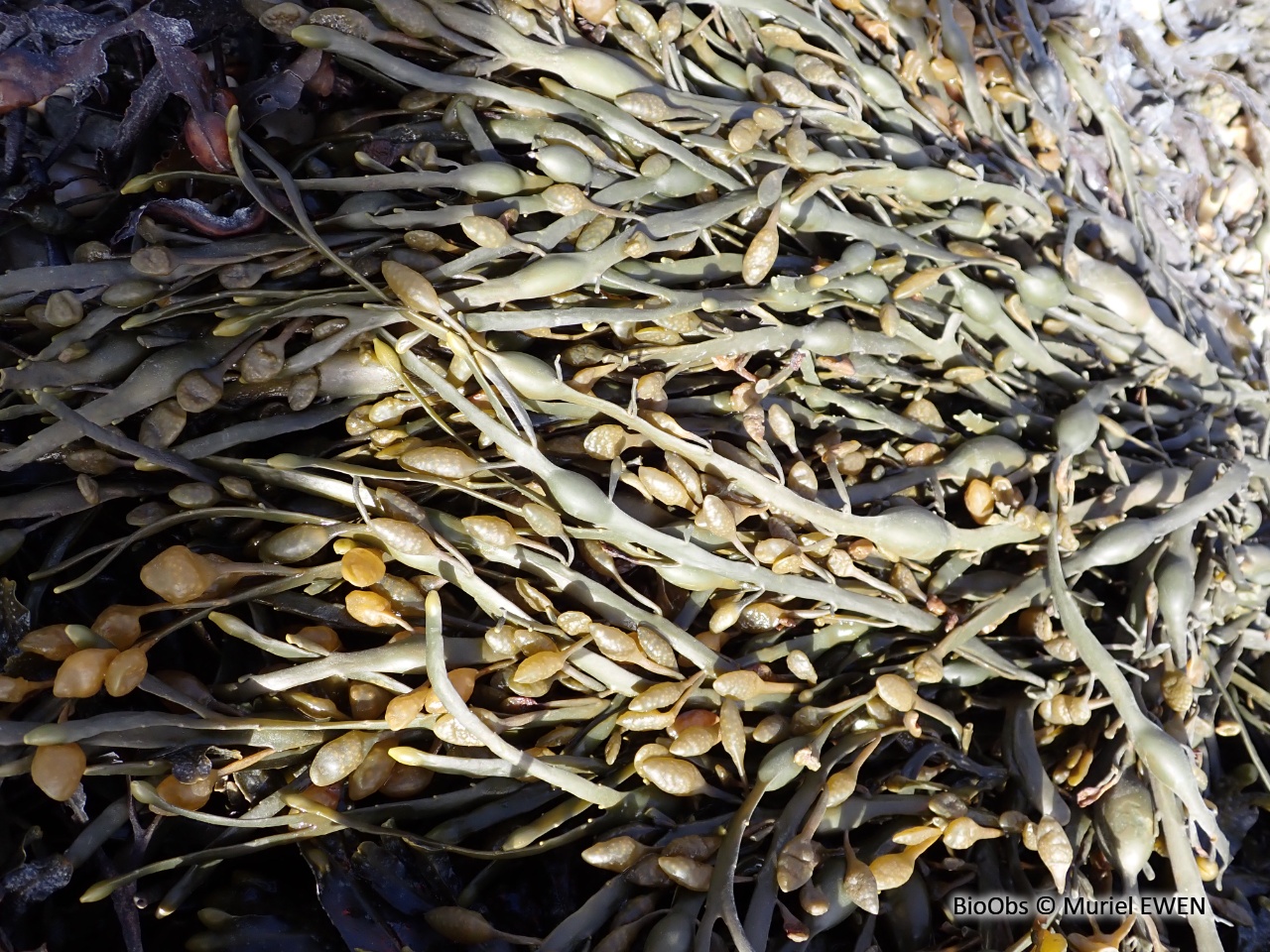 Ascophylle - Ascophyllum nodosum - Muriel EWEN - BioObs