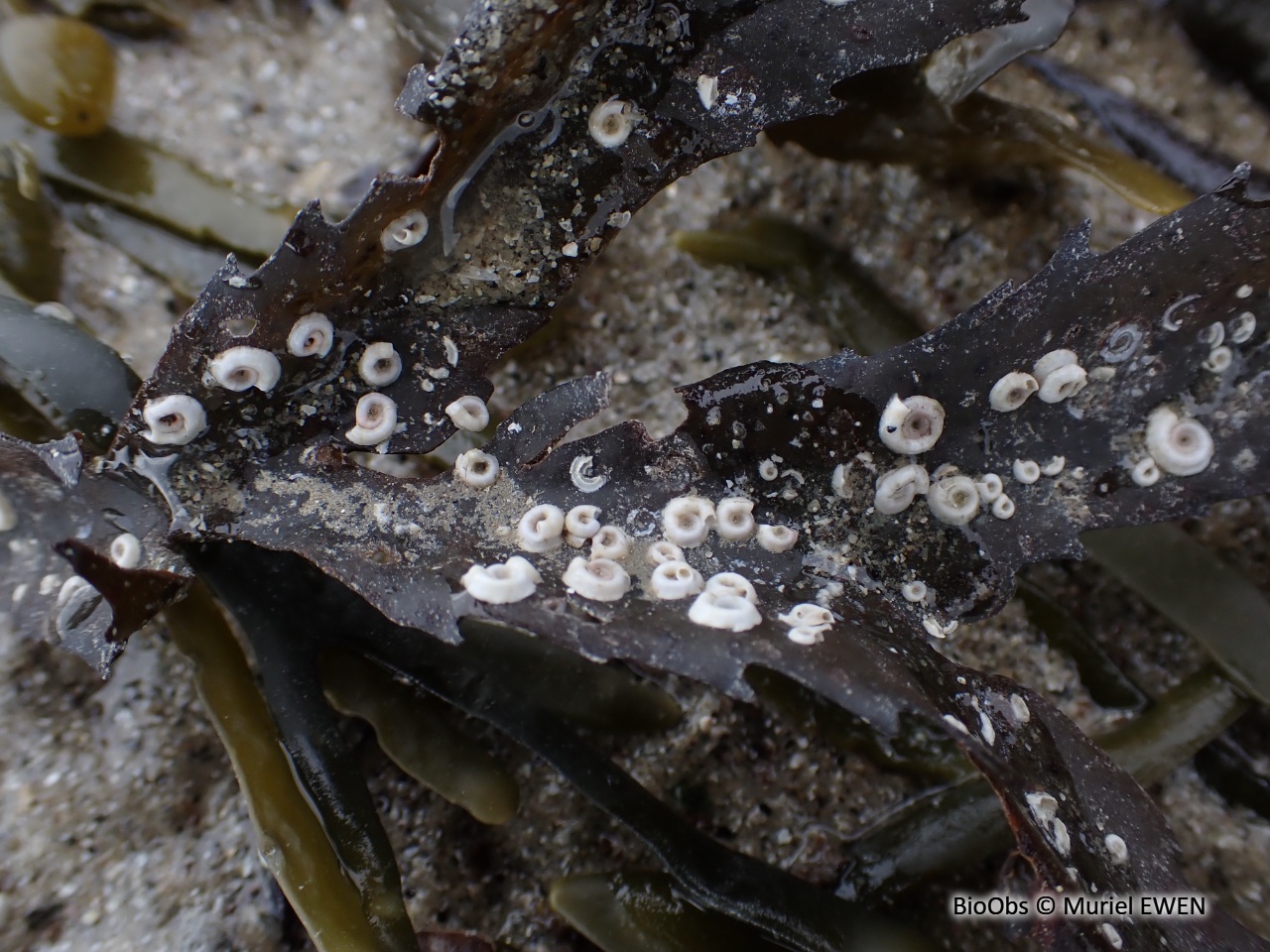 Spirorbe - Spirorbis (Spirorbis) spirorbis Spirorbe - Spirorbis (Spirorbis) spirorbis