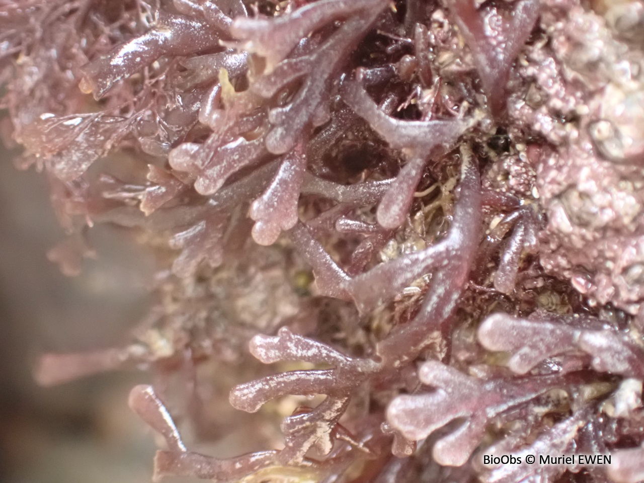 Dulse poivrée - Osmundea pinnatifida - Muriel EWEN - BioObs