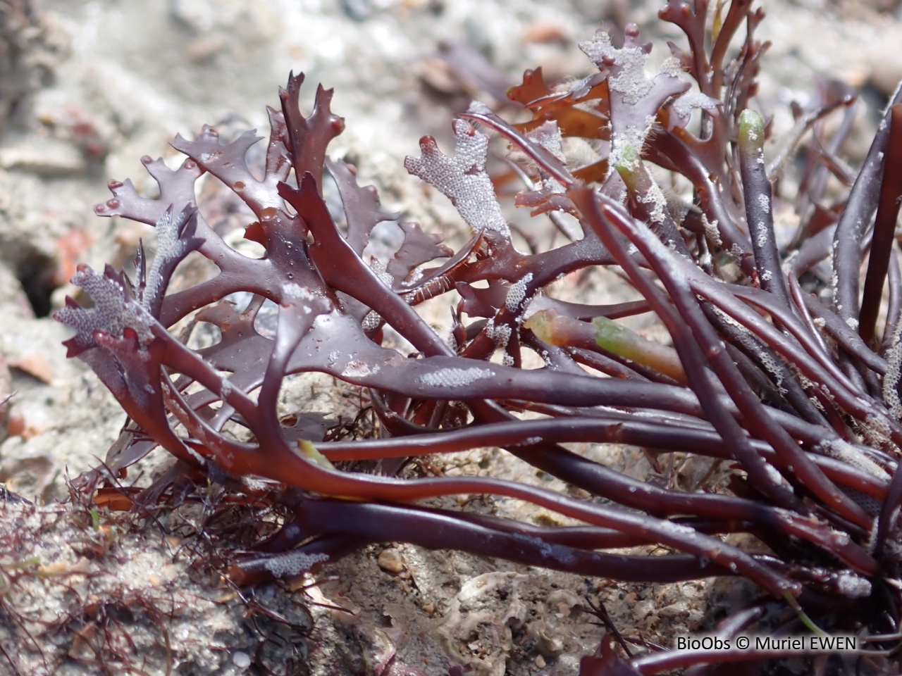 Goémon frisé - Chondrus crispus - Muriel EWEN - BioObs
