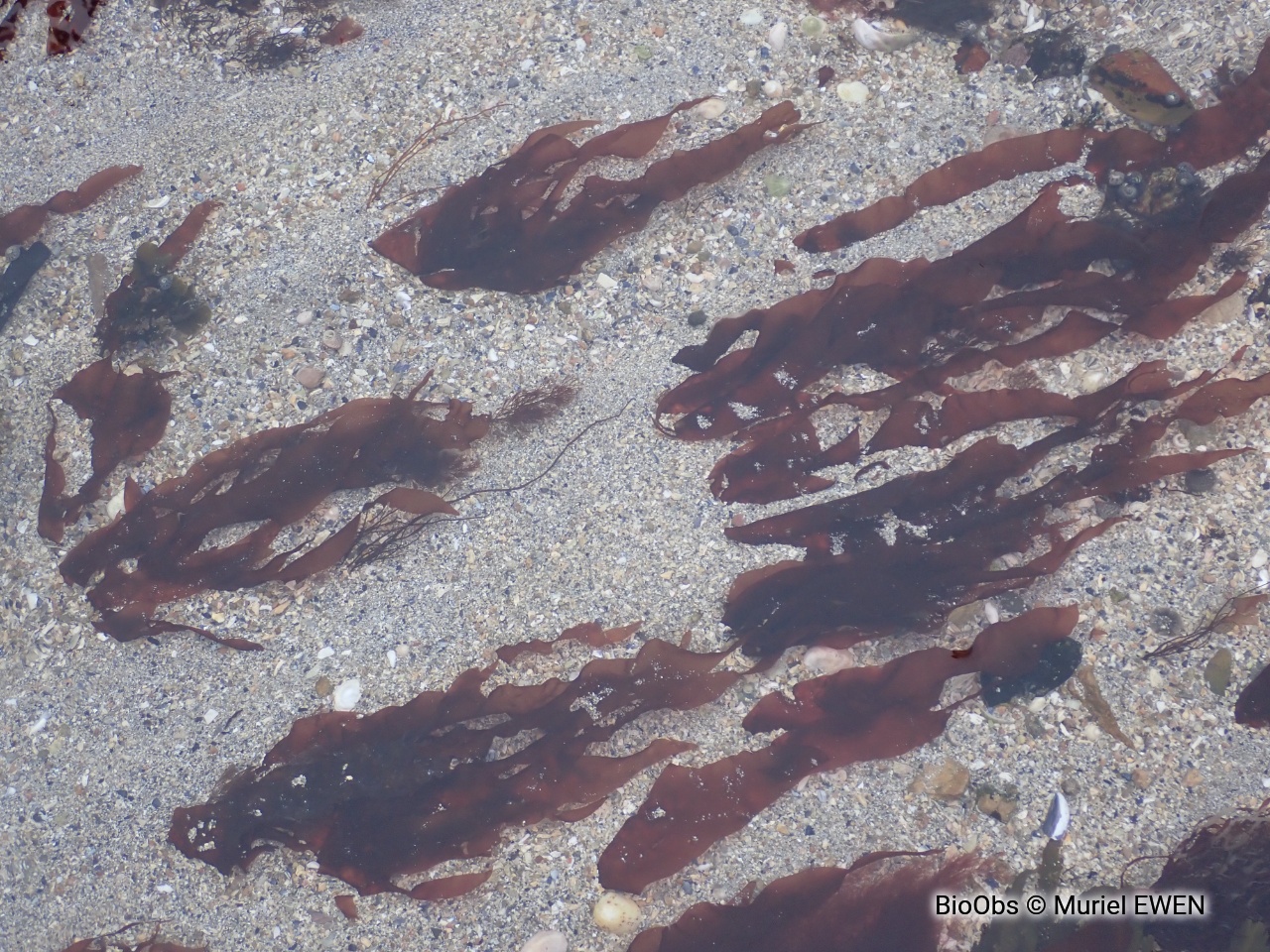 Grateloupe du Pacifique - Grateloupia turuturu - Muriel EWEN - BioObs