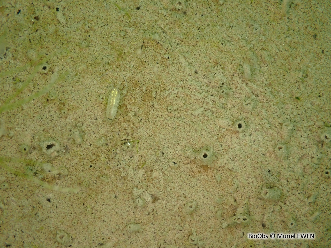 Aselle - Asellus Asellus aquaticus - Muriel EWEN - BioObs