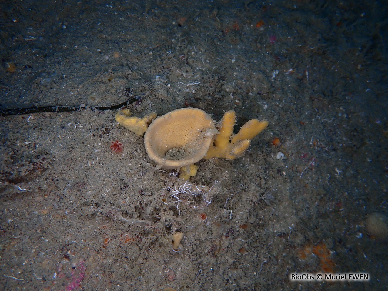 Axinelle entonnoir - Axinella infundibuliformis - Muriel EWEN - BioObs