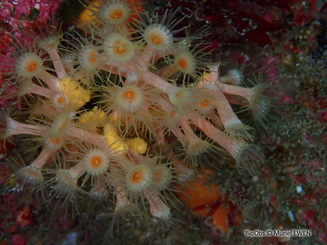 Anémone encroûtante blanche - Parazoanthus anguicomus - Muriel EWEN - BioObs