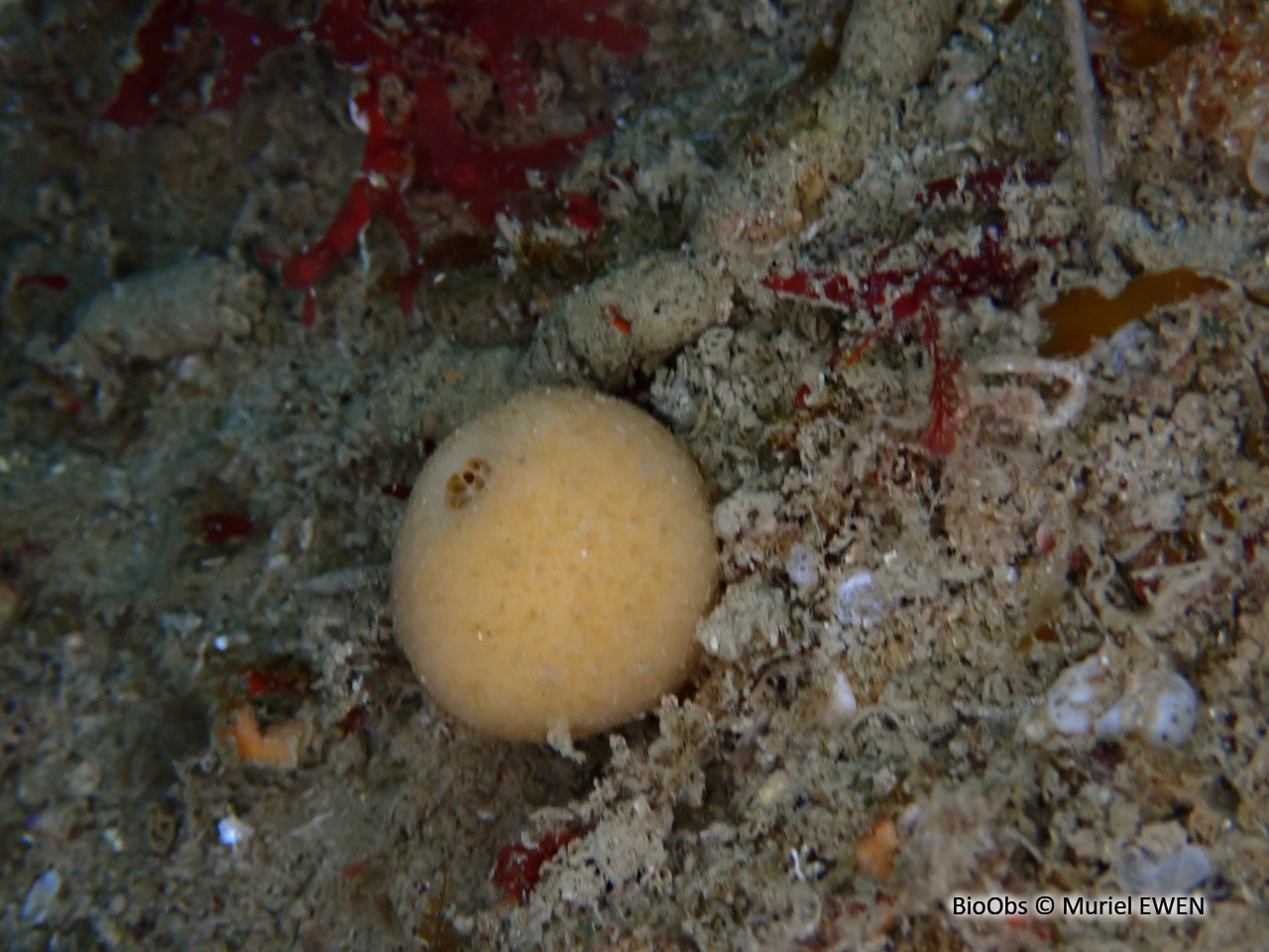 Eponge balle - Suberites carnosus - Muriel EWEN - BioObs