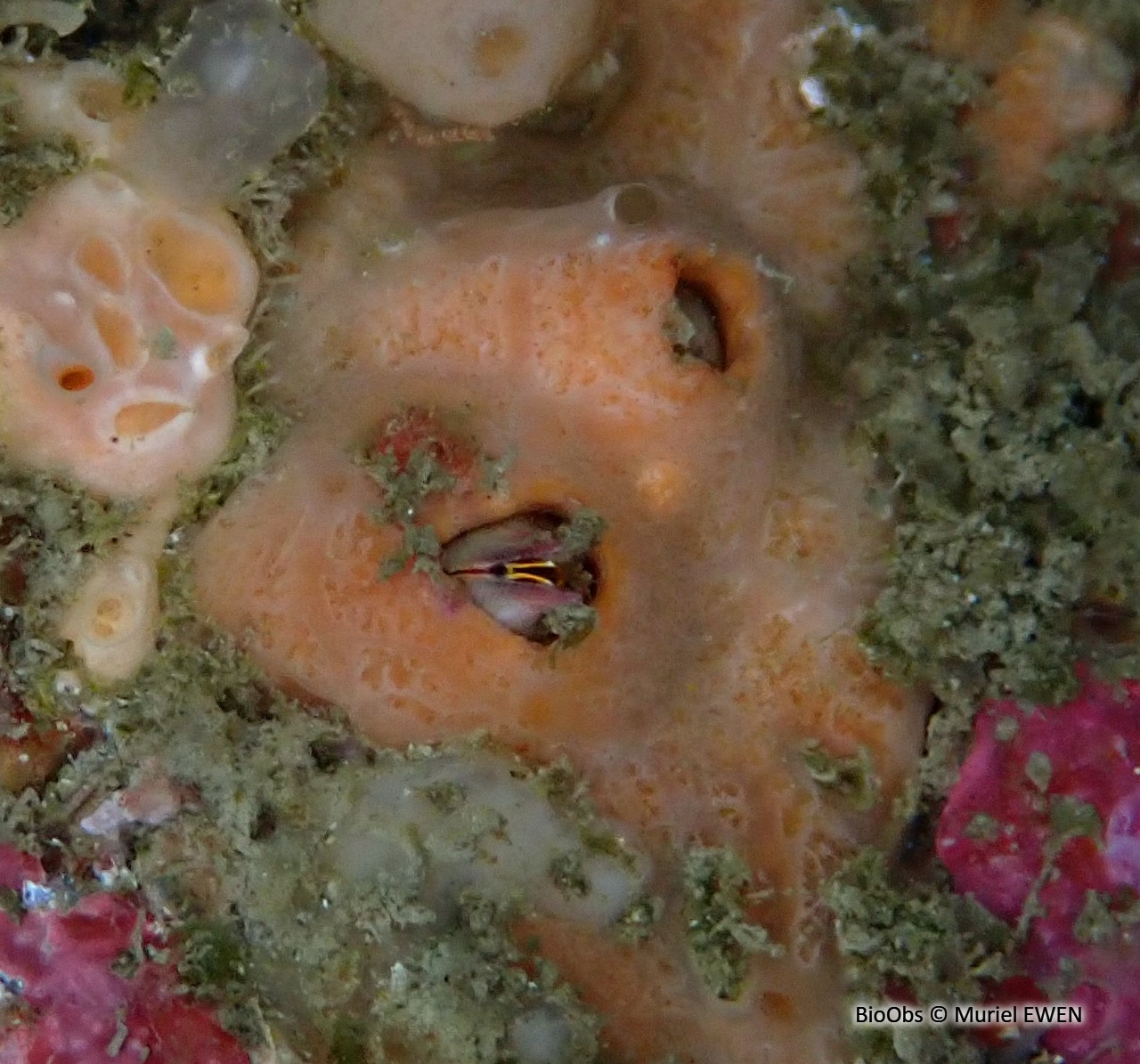 Clathria veinée - Clathria (Microciona) strepsitoxa - Muriel EWEN - BioObs