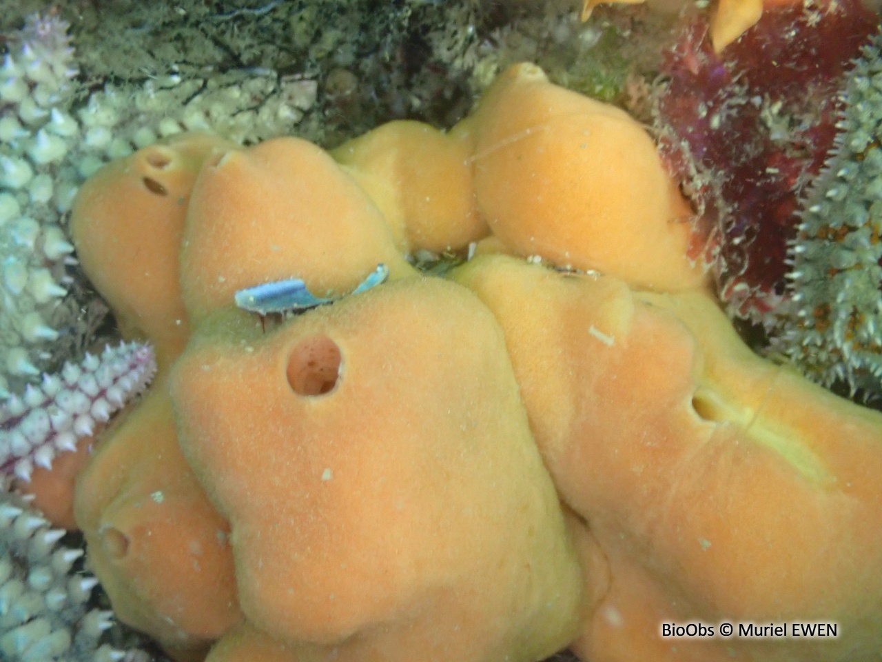 Subérite-figue - Suberites ficus - Muriel EWEN - BioObs