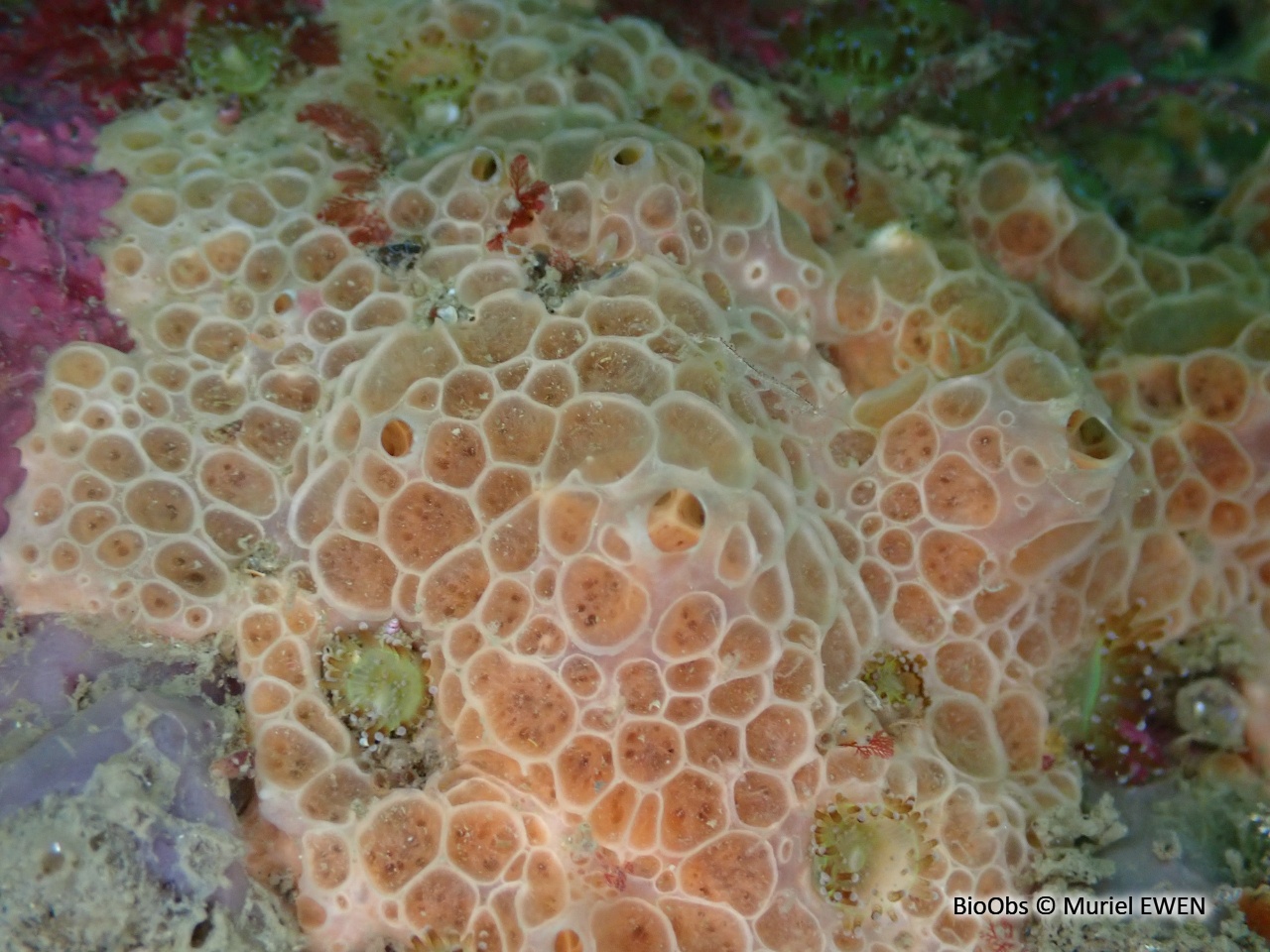 Eponge nid d'abeille - Phorbas fictitius - Muriel EWEN - BioObs