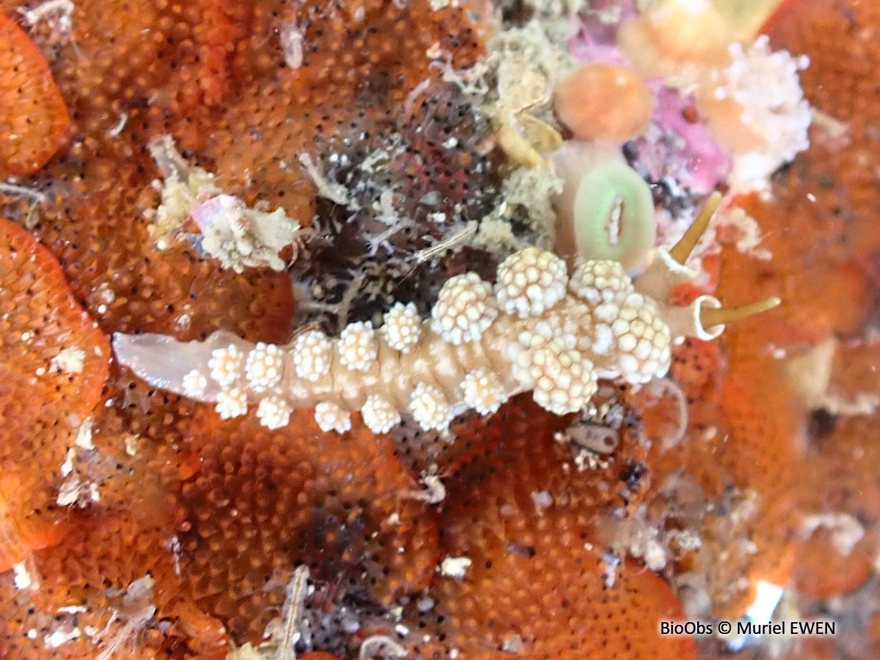 Doto fragile - Doto fragilis - Muriel EWEN - BioObs