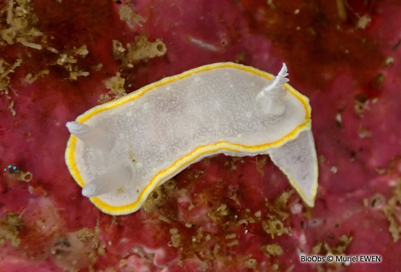 Doris blanc à couronne d'or - Diaphorodoris alba - Muriel EWEN - BioObs