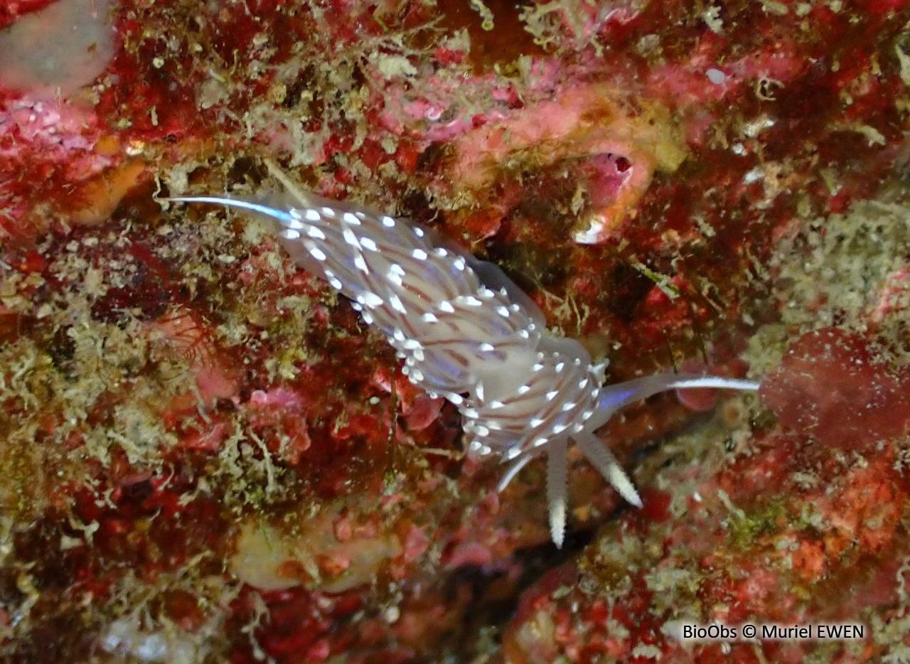 Faceline bleutée - Facelina auriculata - Muriel EWEN - BioObs