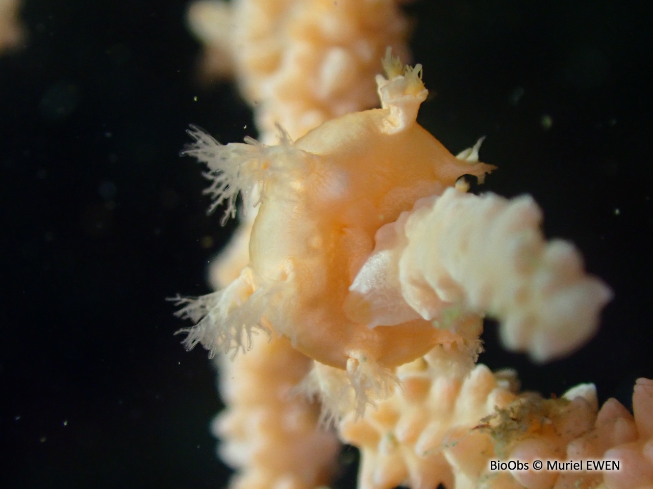 Tritonie des gorgones - Duvaucelia odhneri - Muriel EWEN - BioObs