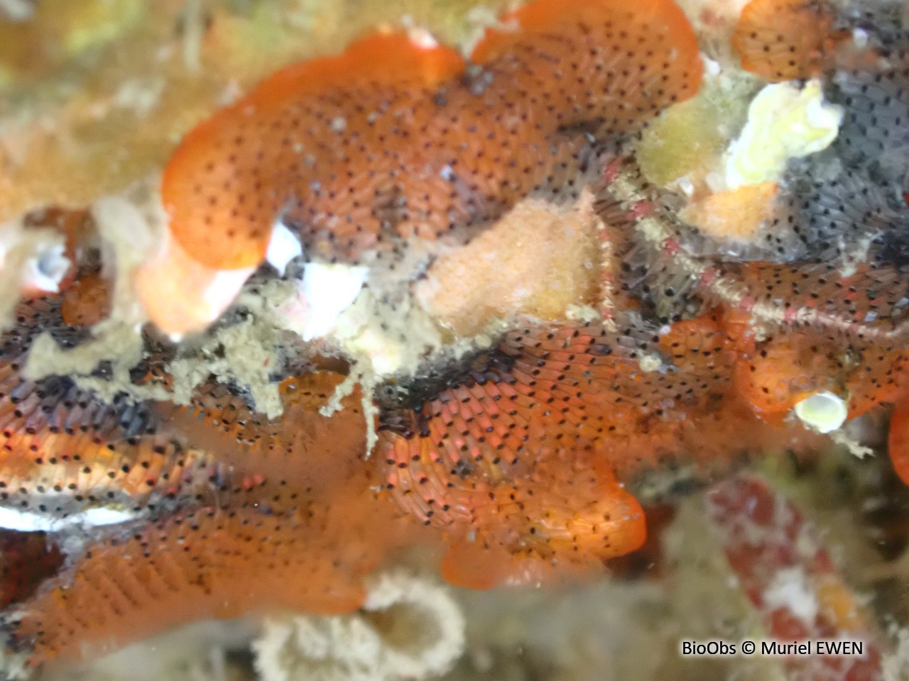 Bryozoaire orange vif et noir à points noirs - Watersipora subatra - Muriel EWEN - BioObs