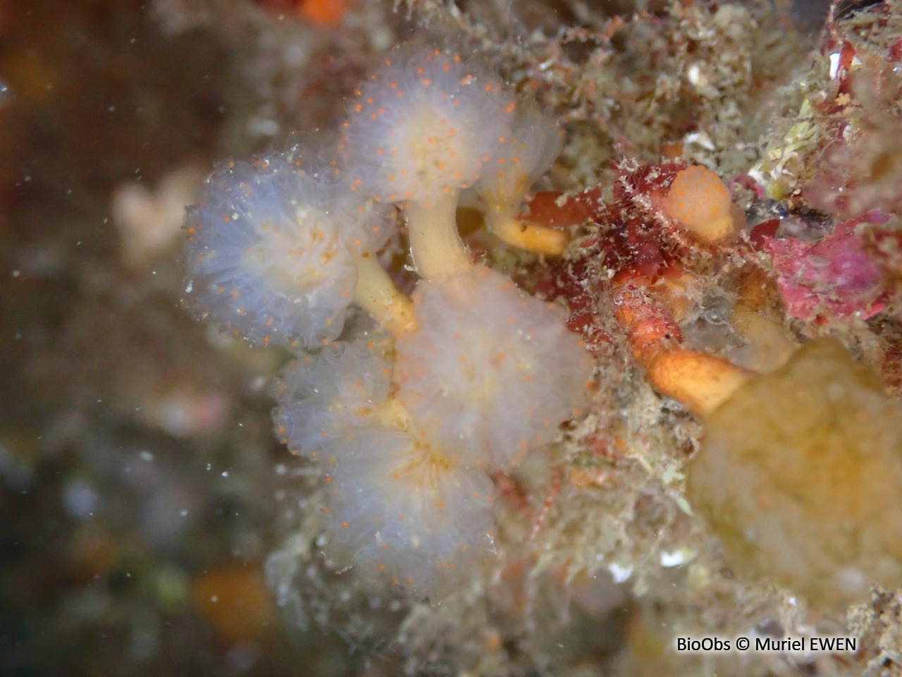 Flocon pédonculé orange - Aplidium punctum - Muriel EWEN - BioObs