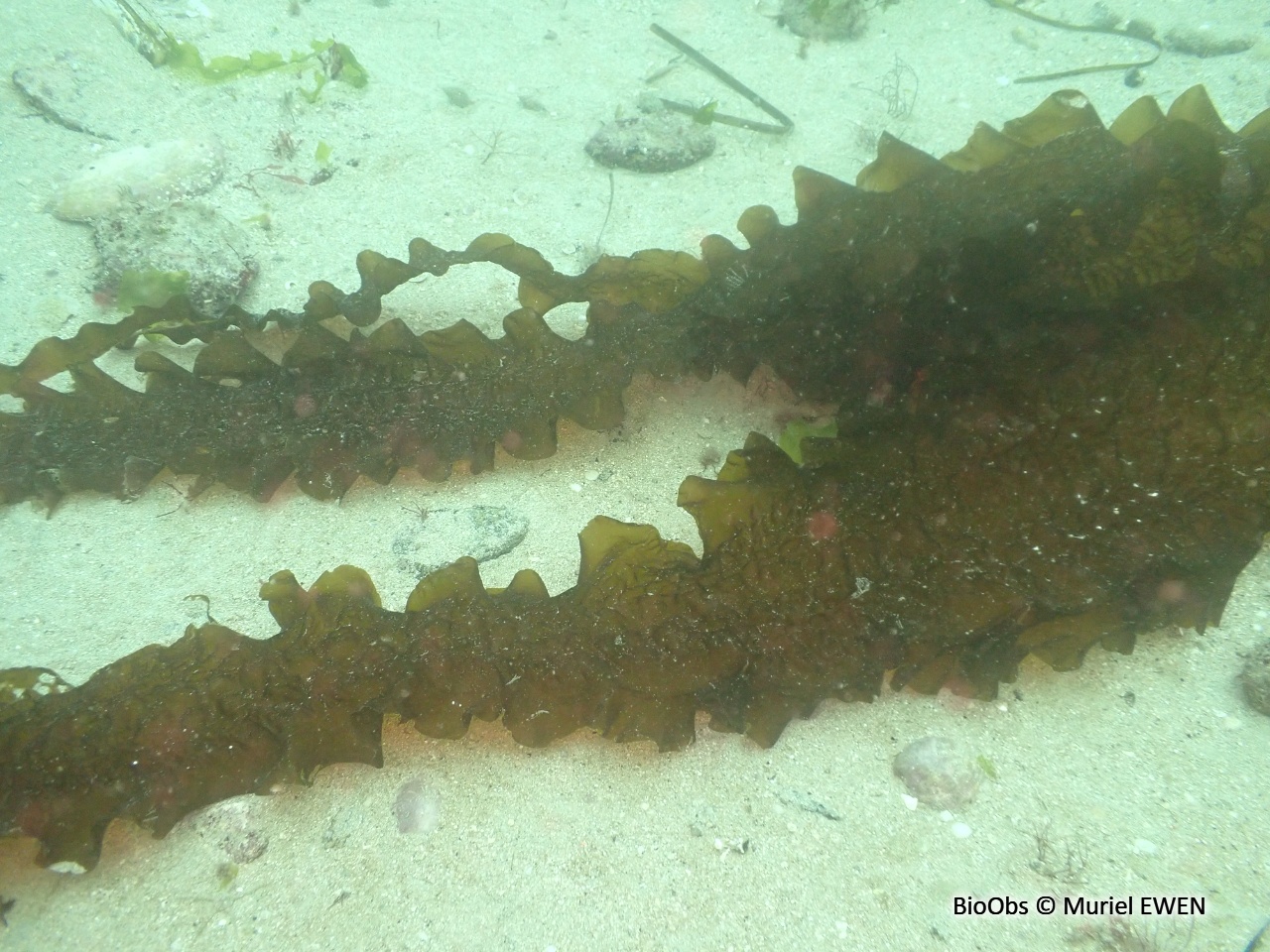 Laminaire sucrée - Saccharina latissima - Muriel EWEN - BioObs