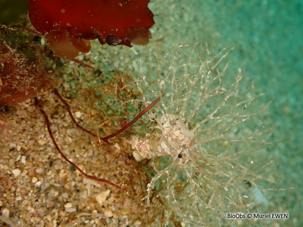 Lanice - Lanice conchilega - Muriel EWEN - BioObs