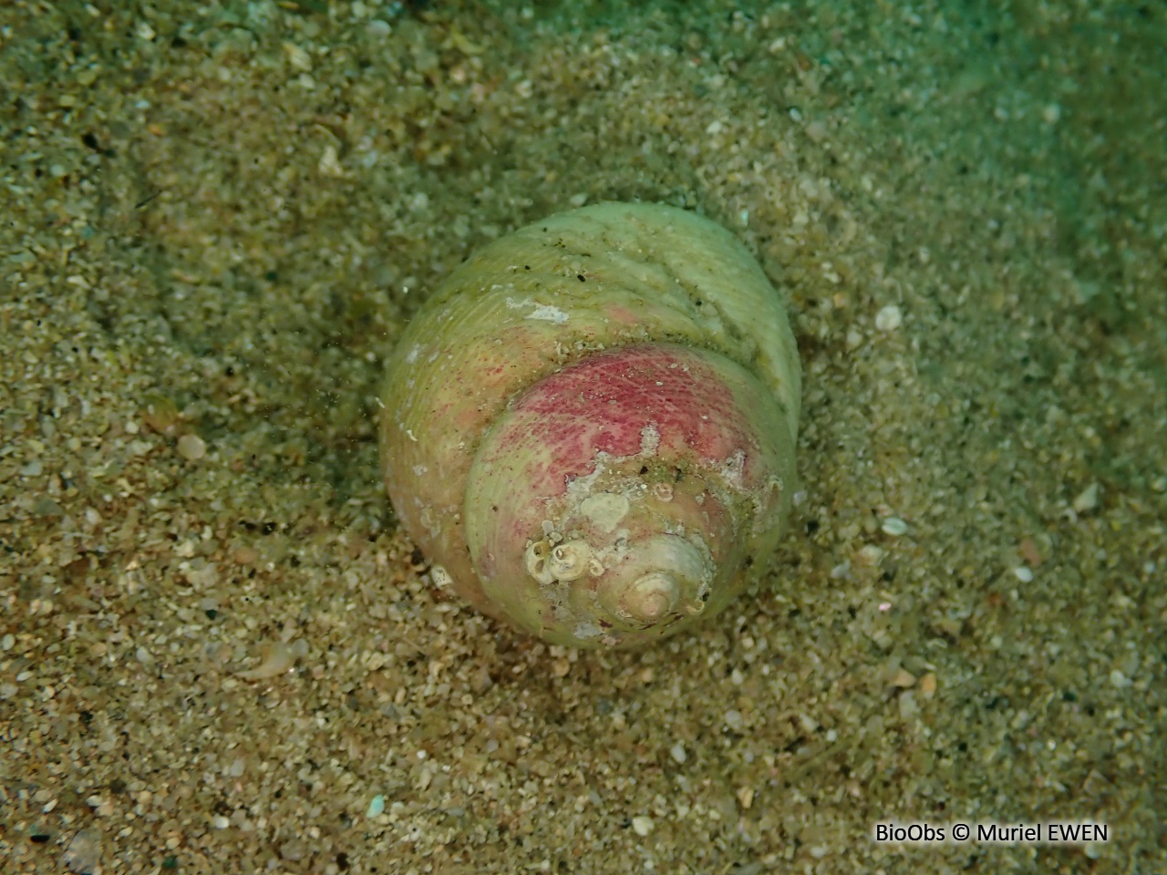 Gibbule mage - Gibbula magus - Muriel EWEN - BioObs
