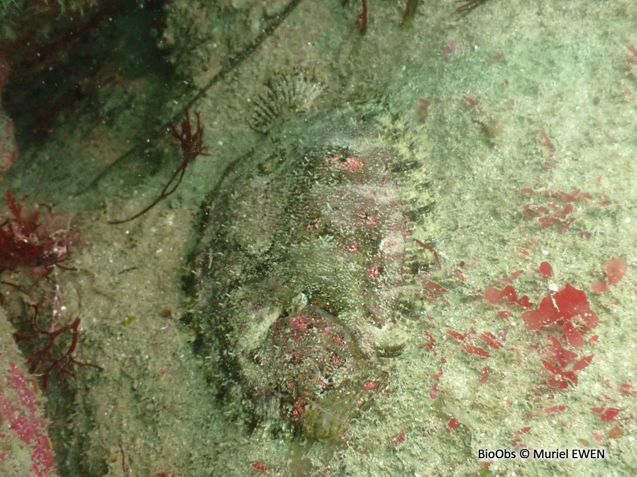 Cardine chevelue - Zeugopterus regius - Muriel EWEN - BioObs