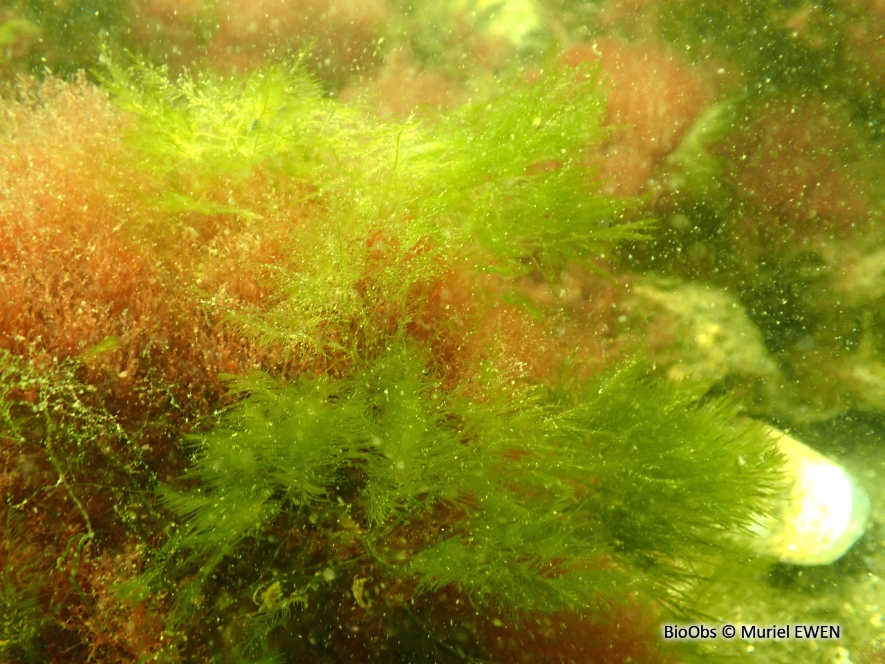 Bryopsis plumeux - Bryopsis plumosa - Muriel EWEN - BioObs