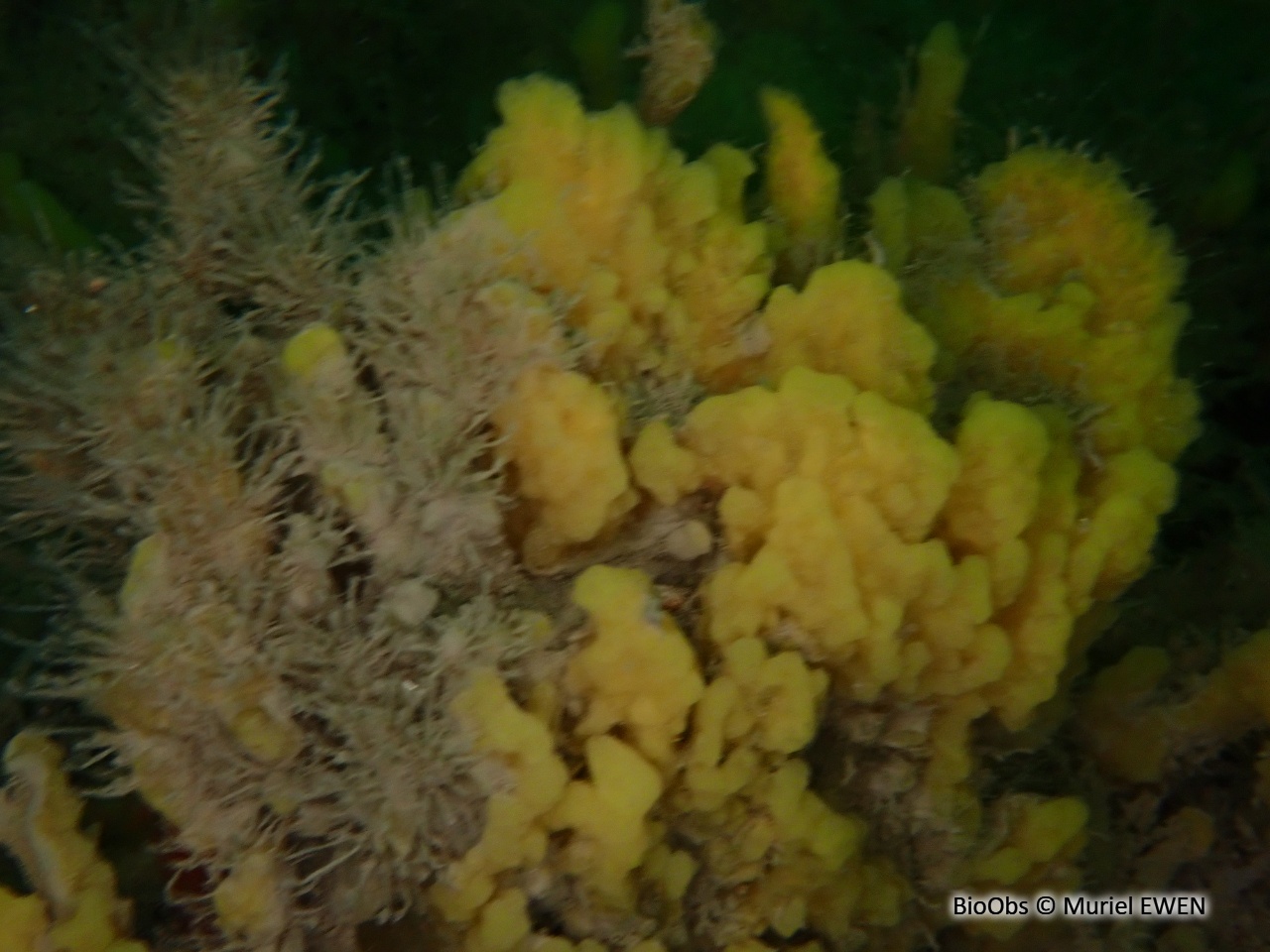 Eponge chinoise - Celtodoryx ciocalyptoides - Muriel EWEN - BioObs
