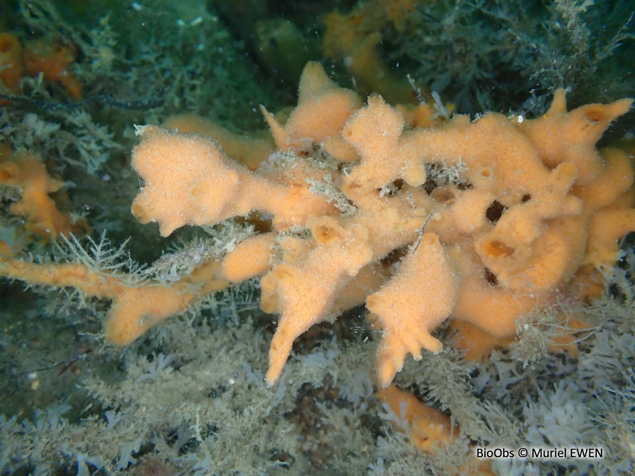 Eponge mousse de carotte - Amphilectus fucorum - Muriel EWEN - BioObs