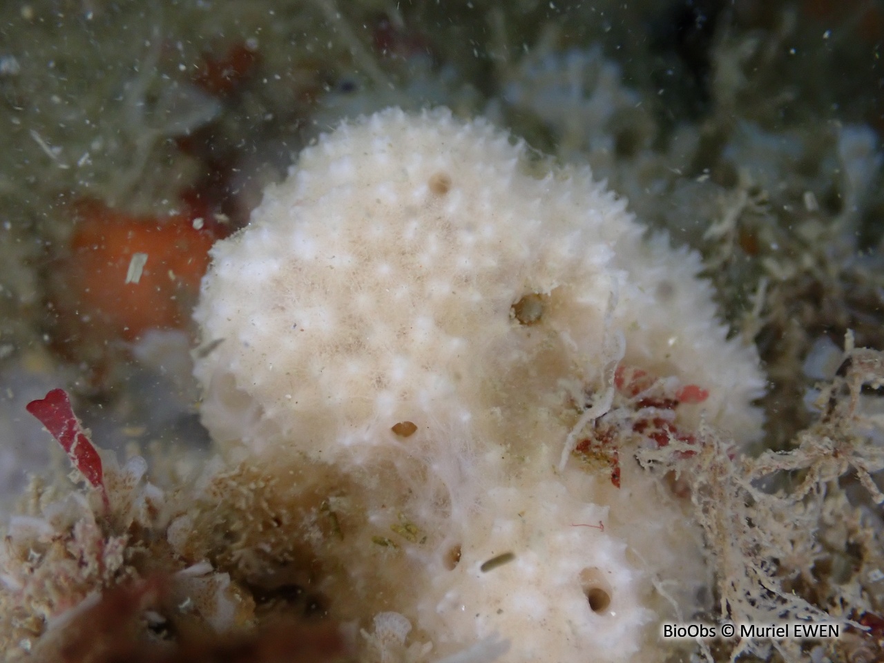 Eponge mie de pain mouillée - Dysidea fragilis - Muriel EWEN - BioObs