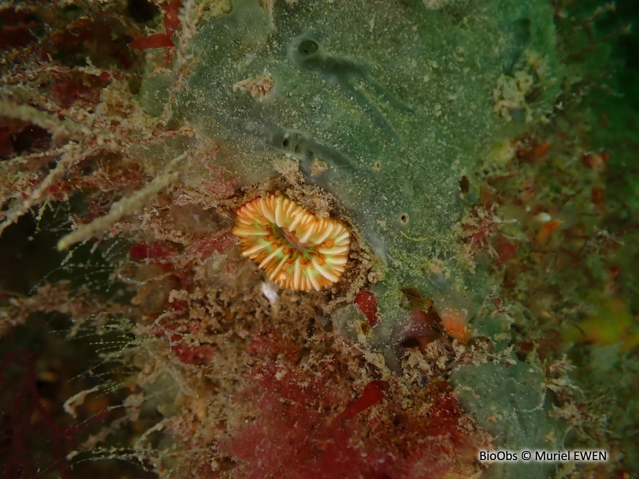 Madrépore dent de chien - Caryophyllia (Caryophyllia) smithii - Muriel EWEN - BioObs
