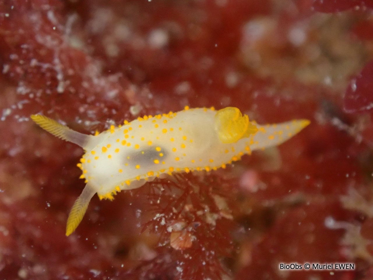 Crimora à papilles - Crimora papillata - Muriel EWEN - BioObs