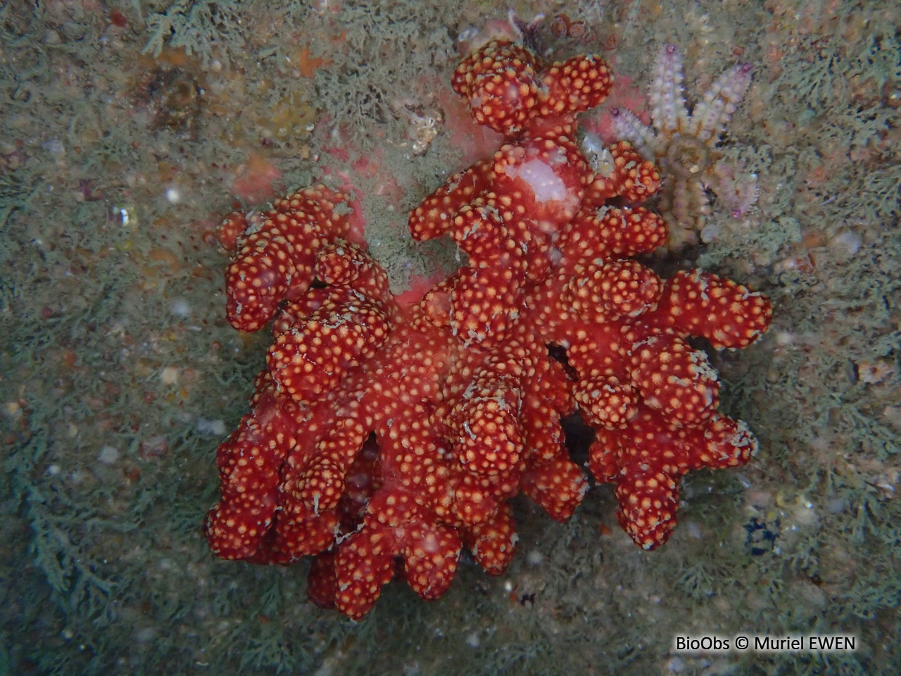Alcyon rouge - Alcyonium glomeratum - Muriel EWEN - BioObs