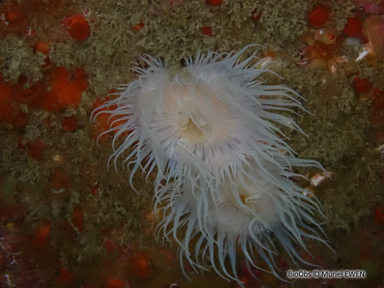 Sagartie élégante - Cylista elegans - Muriel EWEN - BioObs