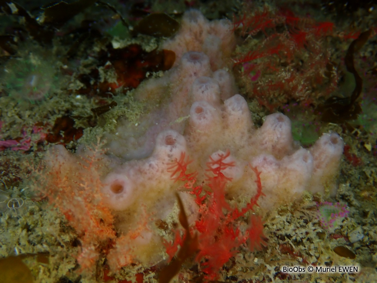 Chaline à cheminées roses - Haliclona (Rhizoniera) viscosa - Muriel EWEN - BioObs