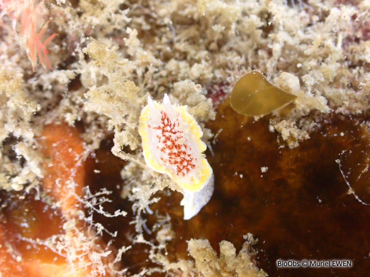 Doris diaphane - Diaphorodoris luteocincta - Muriel EWEN - BioObs