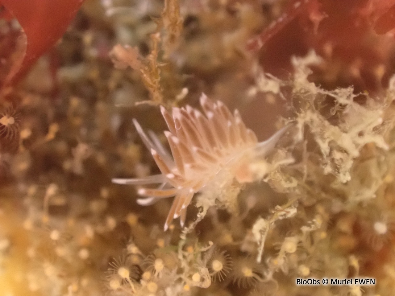 Coryphelle de brown - Coryphella browni - Muriel EWEN - BioObs