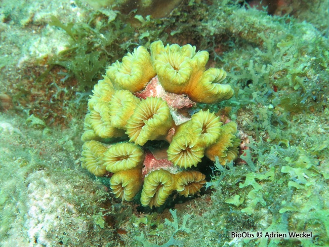 Corail-fleur doux - Eusmilia fastigiata - Adrien Weckel - BioObs
