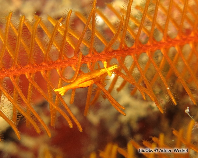 Crevette des crinoides - Periclimenes crinoidalis - Adrien Weckel - BioObs