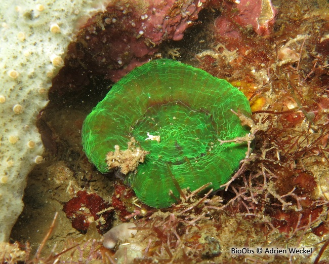 Corail solitaire de Wells - Scolymia wellsii - Adrien Weckel - BioObs