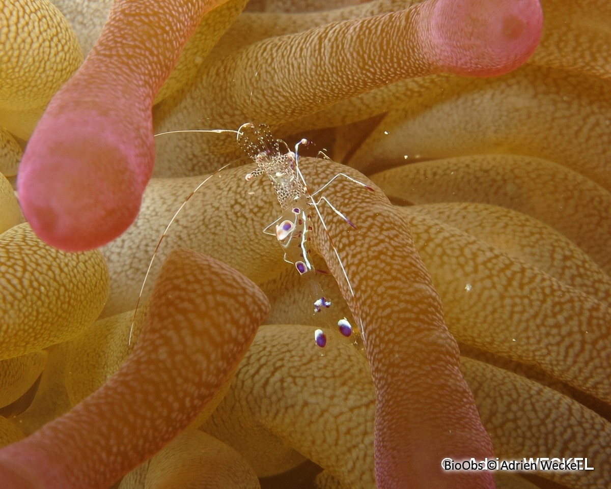 Crevette du Yucatan - Periclimenes yucatanicus - Adrien Weckel - BioObs