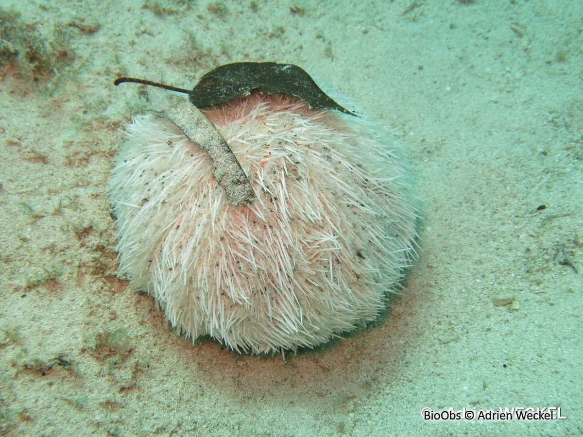 Oursin multicolore - Lytechinus variegatus - Adrien Weckel - BioObs