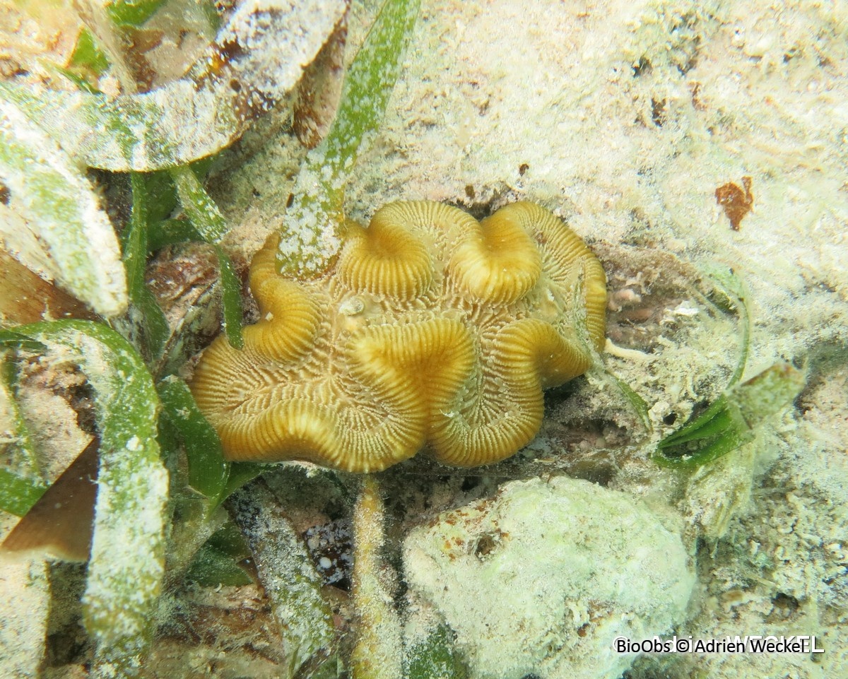 Rose de corail - Manicina areolata - Adrien Weckel - BioObs