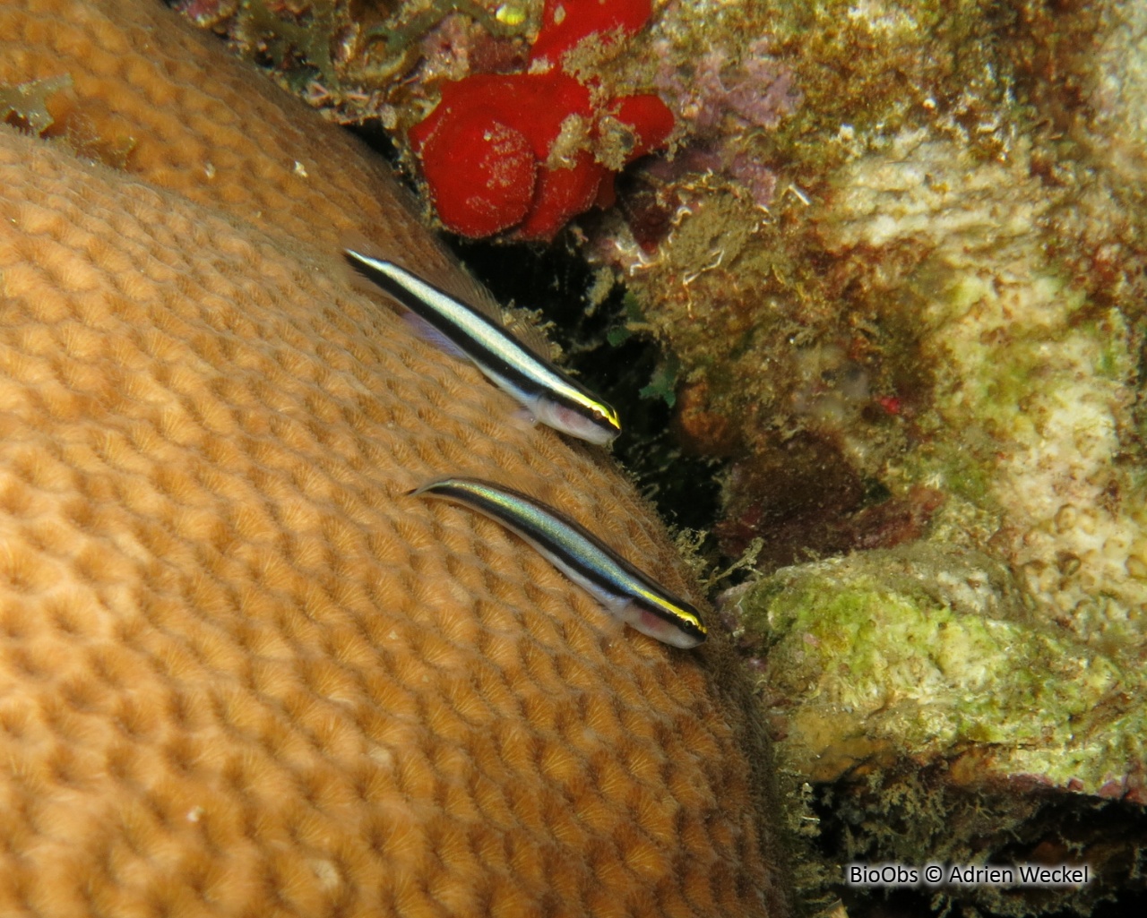 Gobie à nez de requin - Elacatinus evelynae - Adrien Weckel - BioObs