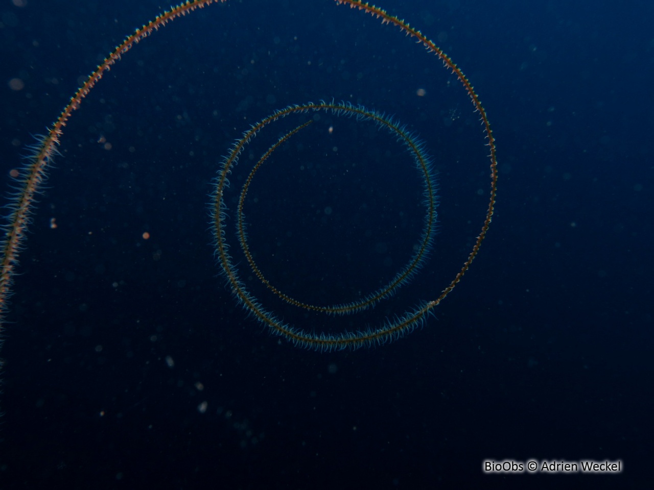 Corail fil de fer - Stichopathes luetkeni - Adrien Weckel - BioObs