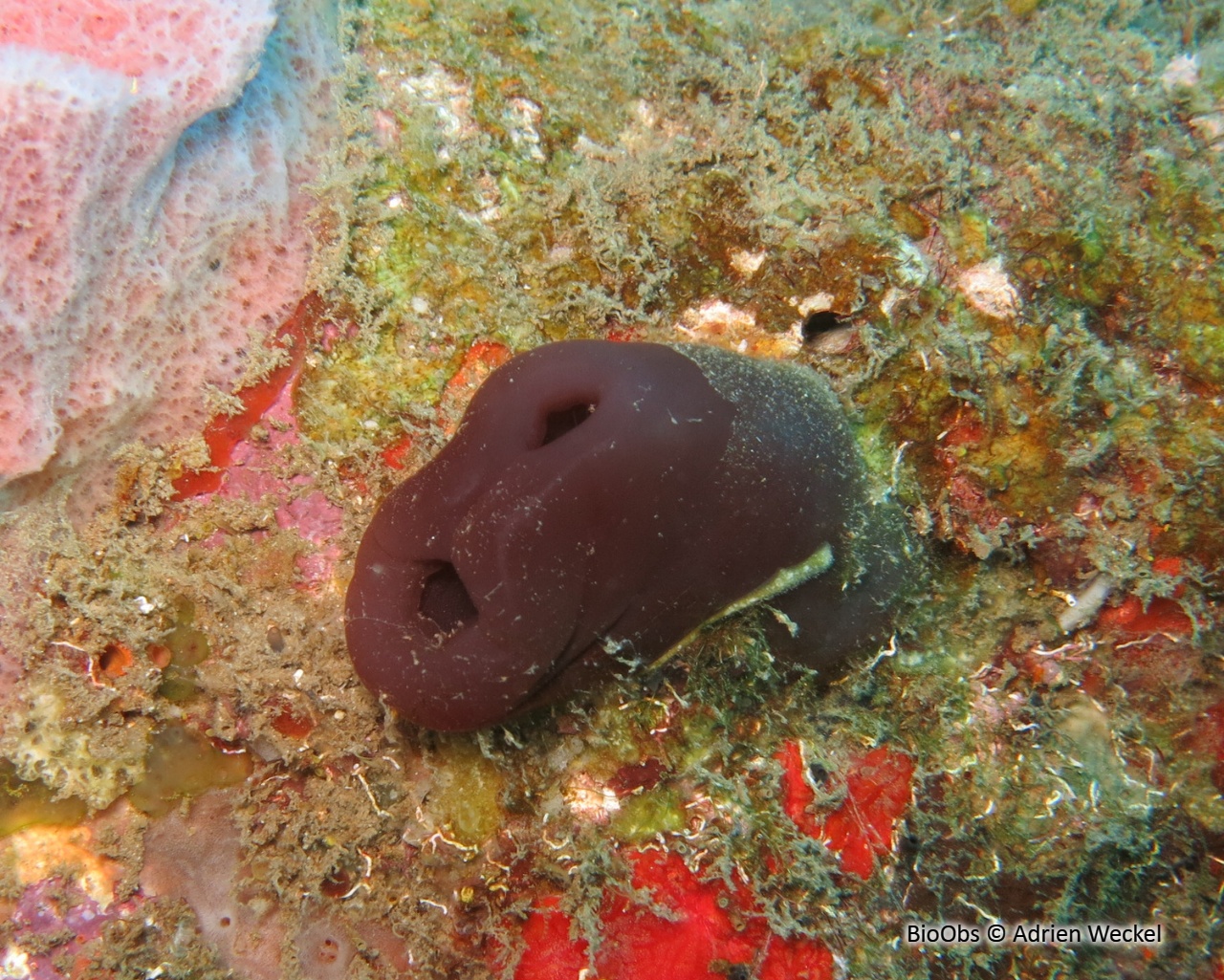 Ascidie de récif - Rhopalaea abdominalis - Adrien Weckel - BioObs