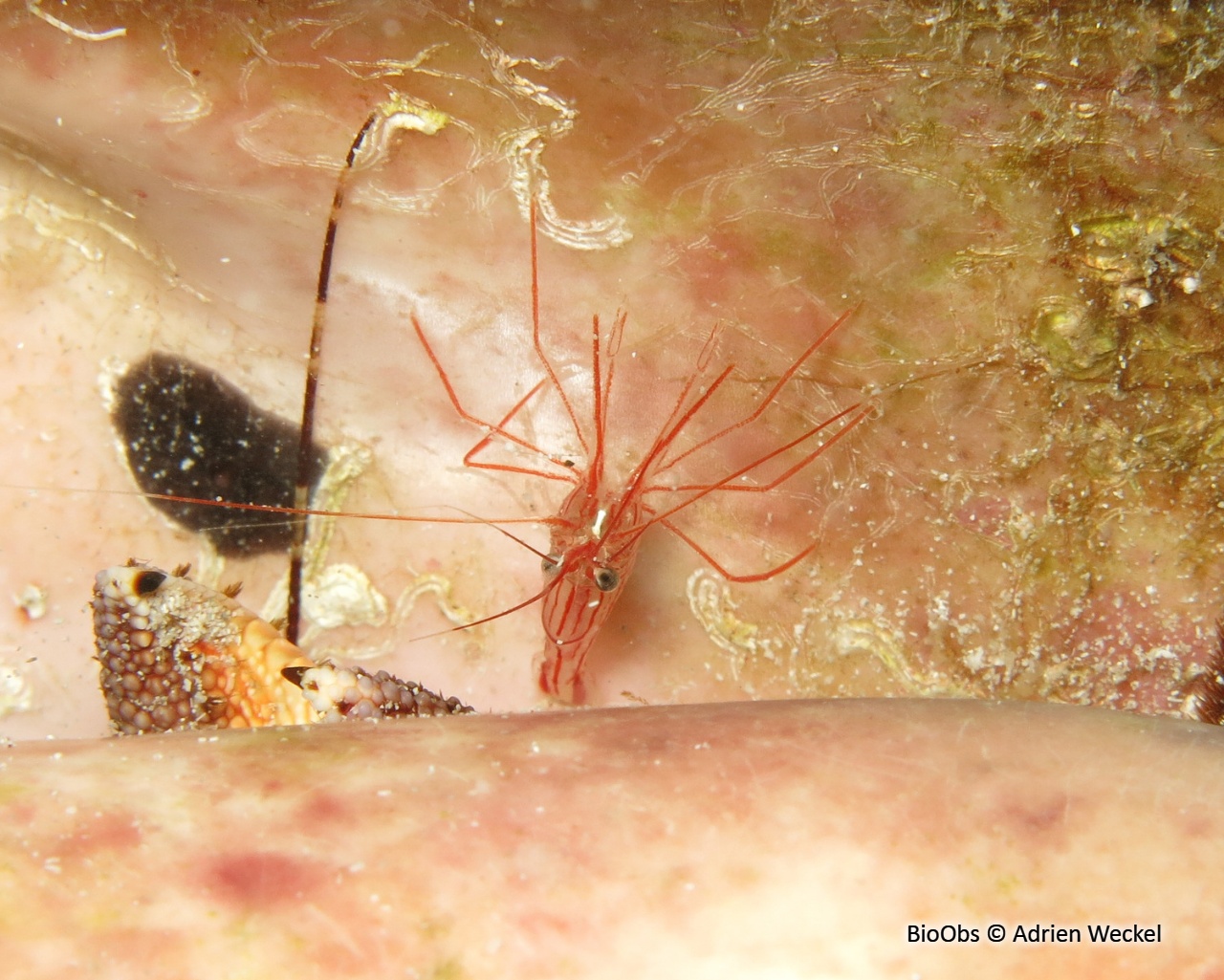 Crevette des éponges tubulaires - Lysmata pederseni - Adrien Weckel - BioObs