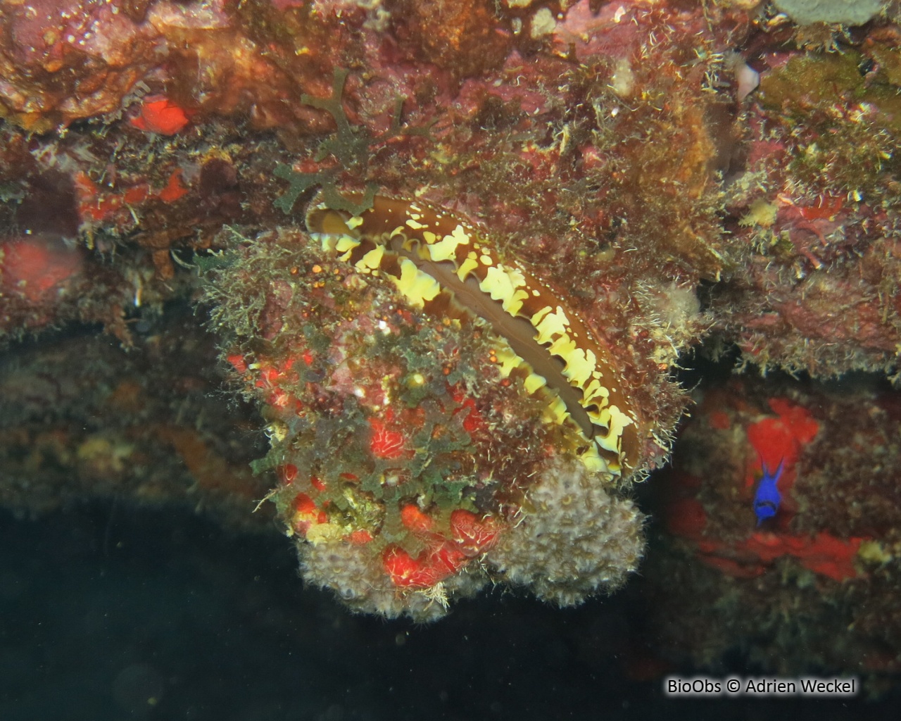 Spondyle américain - Spondylus americanus - Adrien Weckel - BioObs