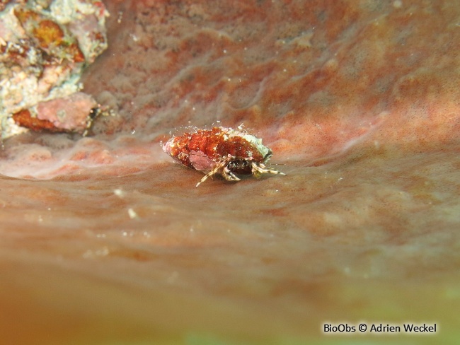 Bernard l'ermite à yeux rouges - Pagurus brevidactylus - Adrien Weckel - BioObs