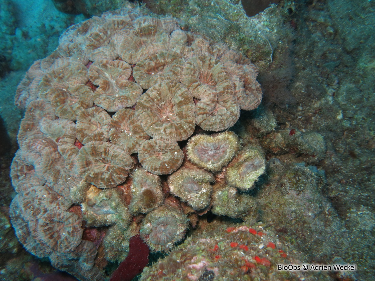 Corail-fleur épineux - Mussa angulosa - Adrien Weckel - BioObs